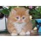 Perser - Kater