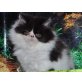 Perser - Kater