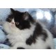 Perser - Kater