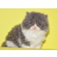 Perser - Kater