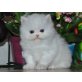 Perser - Kater