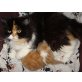 Perser - Kater