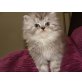 Perser - Kater