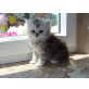 Perser - Kater