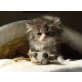 Perser - Kater