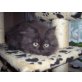Perser - Kater