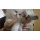 Perser - Kater