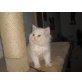 Perser - Kater