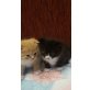 Perser - Kater