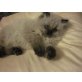 Perser - Kater