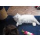 Perser - Kater