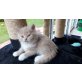 Perser - Kater