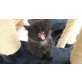 Perser - Kater