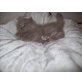 Perser - Kater