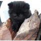 Perser - Kater