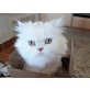 Perser - Kater