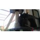 Perser - Kater