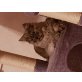 Perser - Kater