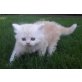 Perser - Kater