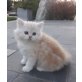 Perser - Kater