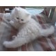 Perser - Kater