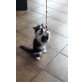 Perser - Kater