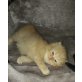 Perser - Kater