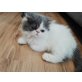 Perser - Kater