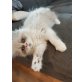 Perser - Kater