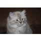 Perser - Kater