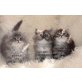 Perser - Kater