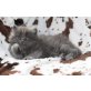Perser - Kater
