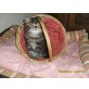 Perser - Kater