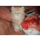 Perser - Kater