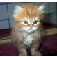 Perser - Kater