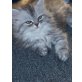 Perser - Kater