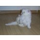 Perser - Kater