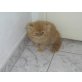 Perser - Kater