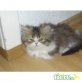 Perser - Kater