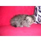 Perser - Kater