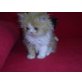 Perser - Kater