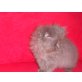 Perser - Kater