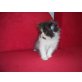 Perser - Kater