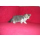 Perser - Kater