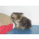 Perser - Kater