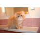 Perser - Kater