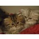 Perser - Kater