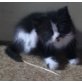 Perser - Kater