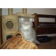 Perser - Kater