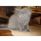 Perser - Kater